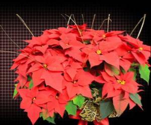 Poinsettia flower puzzle