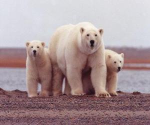 Polar bear Family puzzle