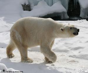 Polar bear puzzle