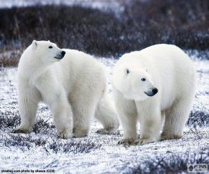 Polar bears puzzle