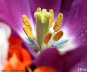 Pollen of a flower puzzle