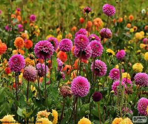 Pompom dahlias puzzle