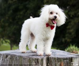 Poodle puppy puzzle