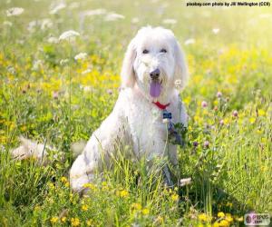 Poodle puzzle