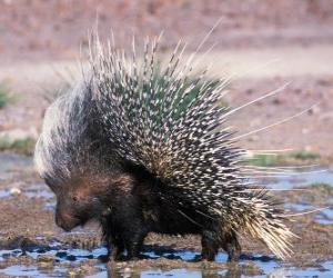 Porcupine puzzle