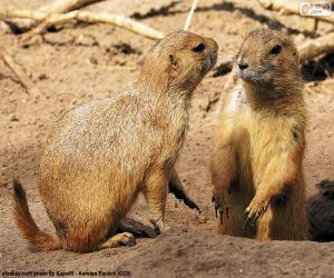 Prairie dogs puzzle