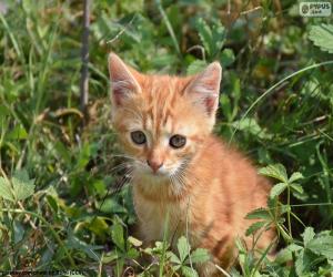 Precious kitten puzzle