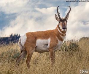 Pronghorn puzzle