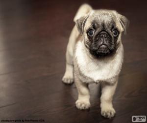 Pug puppy puzzle