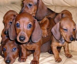 Puppies dachshund puzzle