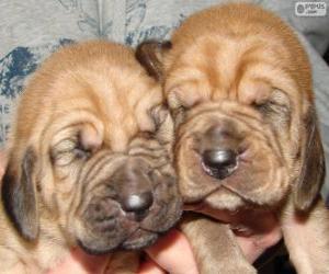 Puppies of Bloodhound puzzle