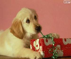 Puppy playing with a gift ribbon puzzle