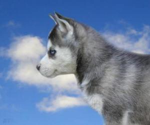 Puppy, Siberian Husky puzzle