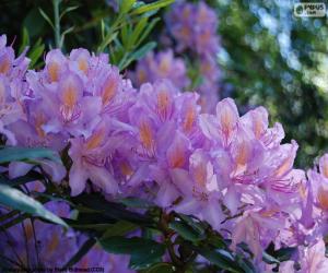 Purple flowers of azalea puzzle