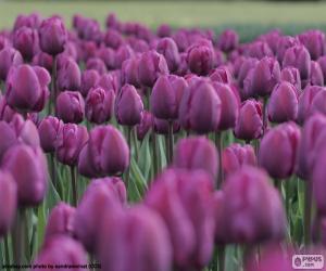 Purple tulips puzzle