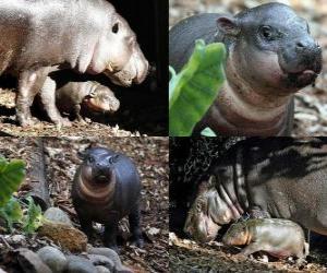 Pygmy hippo at Taronga Zoo puzzle