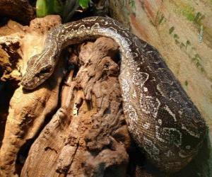 Python reticulatus or reticulated python puzzle