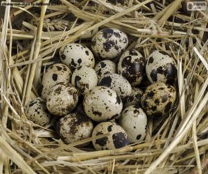 Quail eggs puzzle