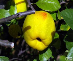 Quince puzzle
