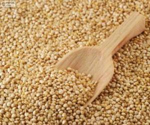 Quinoa seeds puzzle