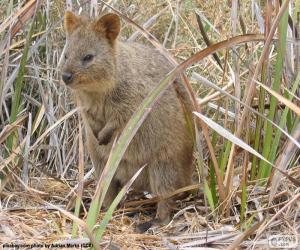 Quokka puzzle