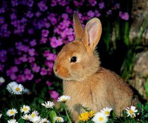 Rabbit among flowers puzzle