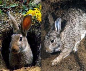 rabbit in its burrow puzzle