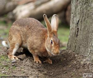 Rabbit in search of food puzzle