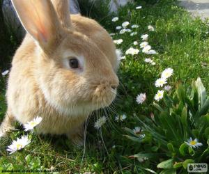 Rabbit in spring puzzle