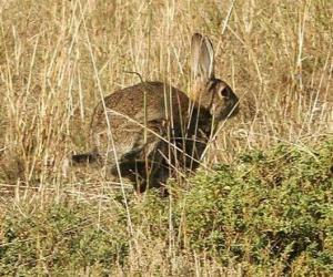 Rabbit running puzzle