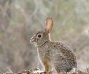 Rabbit side view puzzle