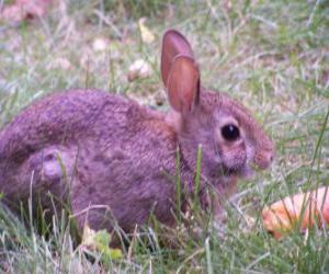 Rabbit with a carrot puzzle