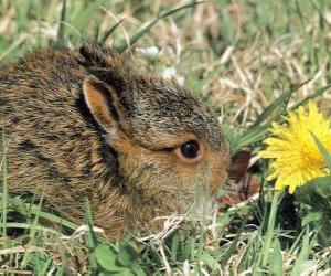 Rabbit with a flower puzzle