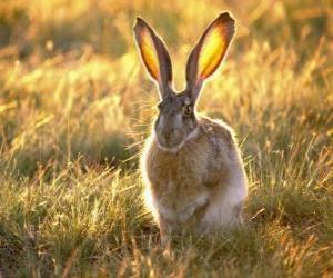 Rabbit with big ears puzzle