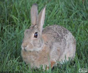 Rabbit puzzle