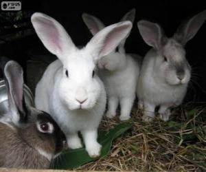 Rabbits in their burrows puzzle