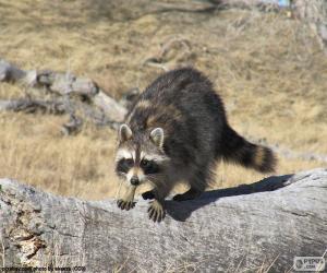 Raccoon puzzle