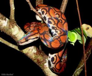 Rainbow boa puzzle