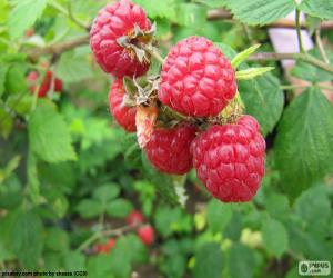 Raspberries puzzle