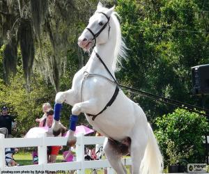 Reared white horse puzzle