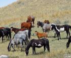 Herd of wild horses