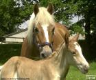 Mare and foal