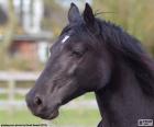 Black horse head