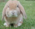 Mini Lop, a docile and quiet rabbit