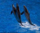 Group of dolphins jumping