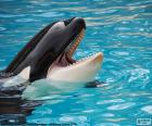 Orca during the show in an aquarium with your mouth open