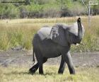 Elephant with the tube at high