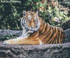 Tiger lying on a gray rock