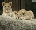 Two young lions lying on a big rock