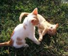 Kittens playing